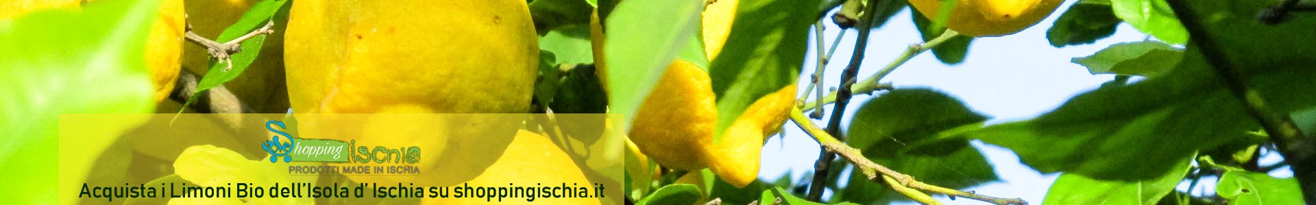 I limoni coltivati a Ischia sono limoni speciali per le calde temperature del sole e dell'aria. La crescità è influenzata dalla brezza del mare e dalla terra vulcanica della nostra Isola.
